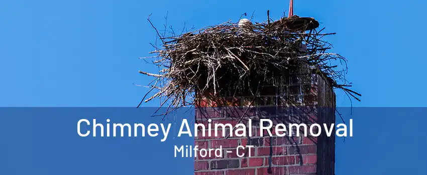 Chimney Animal Removal Milford - CT